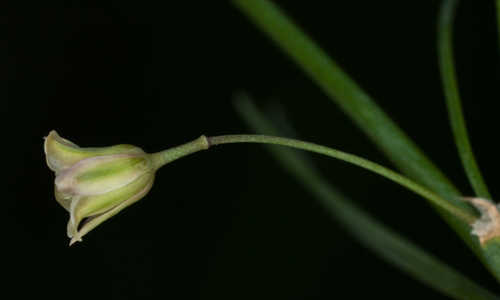 Asparagus officinalis #1